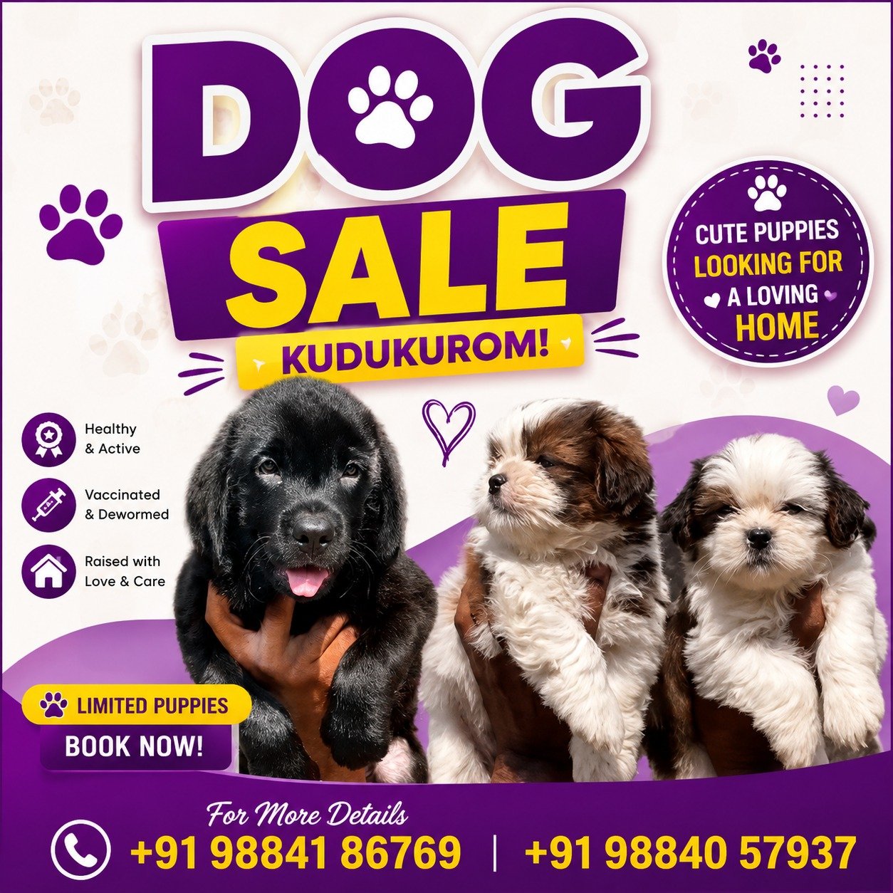 Dog Sale Puppies For Sale Chennai